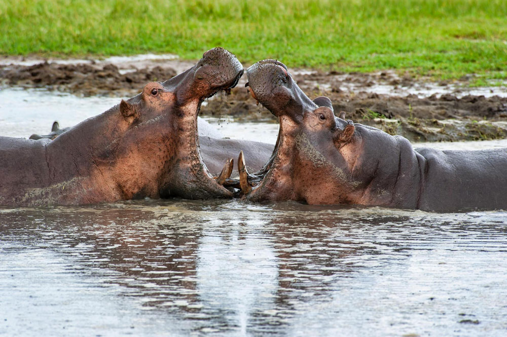 Katavi National Park
