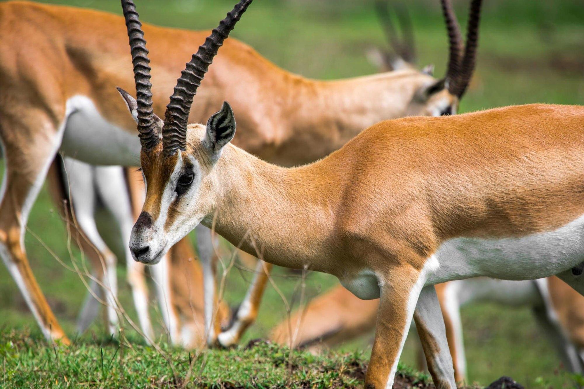 Serengeti Migration Safari May August 8 Days