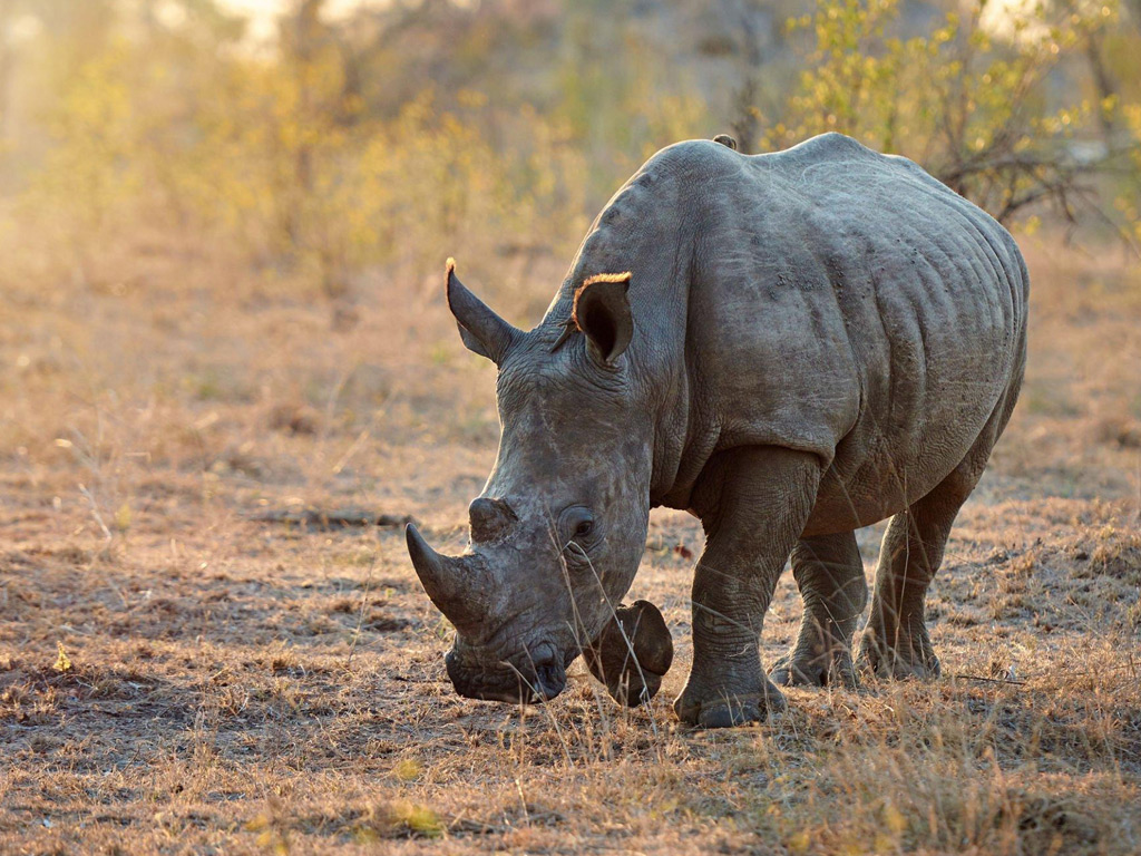 rhino-Tanzania-safari.jpg